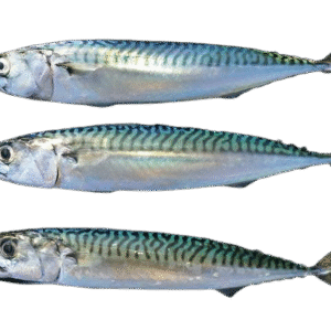Atlantic Mackerel