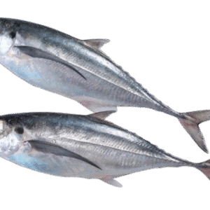 Horse Mackerel